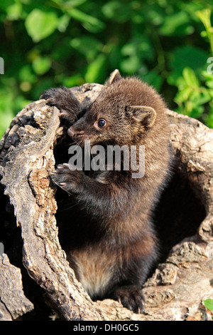 Fischer (Martes Pennanti), Cub, 14 Wochen alt, in einer Höhle gefangen, Montana, Vereinigte Staaten Stockfoto