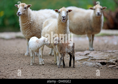 Hausschafe (Ovis Aries), ausgewachsene Tiere mit Lämmern, Deutschland Stockfoto