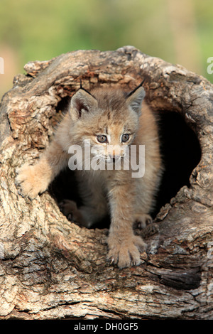 Kanada-Luchs (Lynx Canadensis), Jungtier, acht Wochen alt, in einer Höhle gefangen, Montana, Vereinigte Staaten Stockfoto