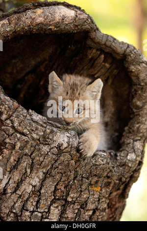 Kanada-Luchs (Lynx Canadensis), Jungtier, acht Wochen alt, in einer Höhle gefangen, Montana, Vereinigte Staaten Stockfoto