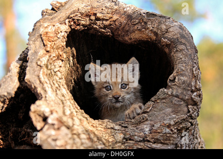 Kanada-Luchs (Lynx Canadensis), Jungtier, acht Wochen alt, in einer Höhle gefangen, Montana, Vereinigte Staaten Stockfoto