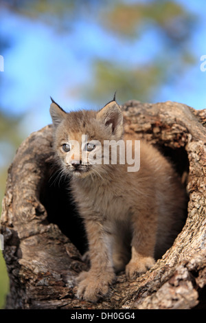 Kanada-Luchs (Lynx Canadensis), Jungtier, acht Wochen alt, in einer Höhle gefangen, Montana, Vereinigte Staaten Stockfoto