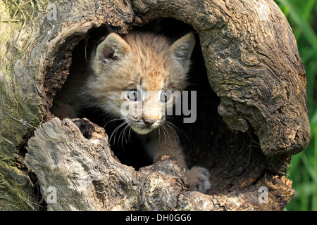 Kanada-Luchs (Lynx Canadensis), Jungtier, acht Wochen alt, in einer Höhle gefangen, Montana, Vereinigte Staaten Stockfoto