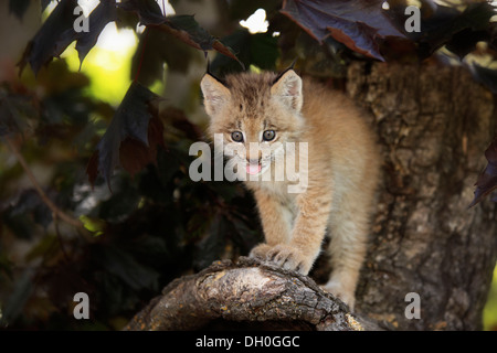 Kanada-Luchs (Lynx Canadensis), Jungtier, acht Wochen alt, in einer Höhle gefangen, Montana, Vereinigte Staaten Stockfoto