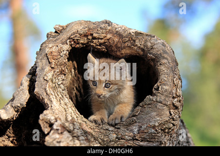 Kanada-Luchs (Lynx Canadensis), Jungtier, acht Wochen alt, in einer Höhle gefangen, Montana, Vereinigte Staaten Stockfoto