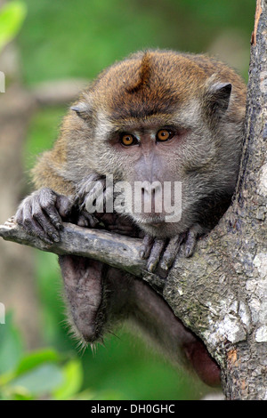 Cynomolgus Affen, Makaken Crab-Essen oder Long-tailed Macaque (Macaca Fascicularis), Labuk Bay, Sabah, Borneo, Malaysia Stockfoto