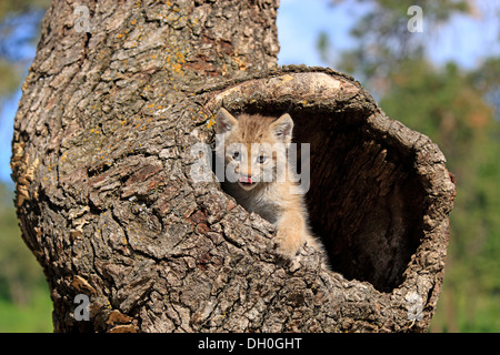 Kanada-Luchs (Lynx Canadensis), Jungtier, acht Wochen alt, in einer Höhle gefangen, Montana, Vereinigte Staaten Stockfoto