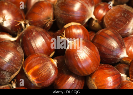 Reife Kastanien Obst Muttern auf Boden mit glänzenden Nuss Mäntel Fällen Schutz Inhalt Stockfoto