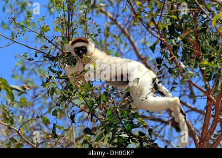 Verreaux Sifaka (Propithecus Verreauxi) Fütterung auf einem Baum, Berenty Reservat, Madagaskar Stockfoto