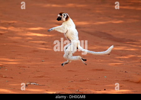 Verreaux Sifaka (Propithecus Verreauxi), springen, Berenty Reservat, Madagaskar Stockfoto