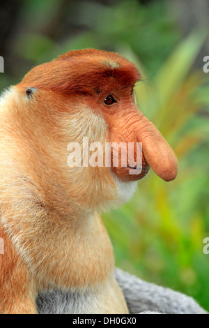 Nasenaffe (Nasalis Larvatus), Männlich, Porträt, Labuk Bay, Sabah, Borneo, Malaysia Stockfoto