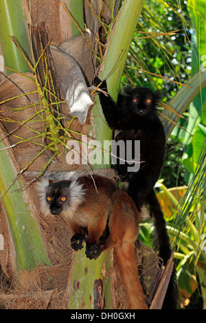 Schwarz Lemuren (Eulemur Macaco), paar auf einem Baum, Nosy Komba, Madagaskar Stockfoto