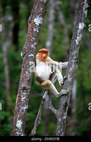 Nasenaffe (Nasalis Larvatus) männlich auf einen Baum, Labuk Bay, Sabah, Borneo, Malaysia Stockfoto