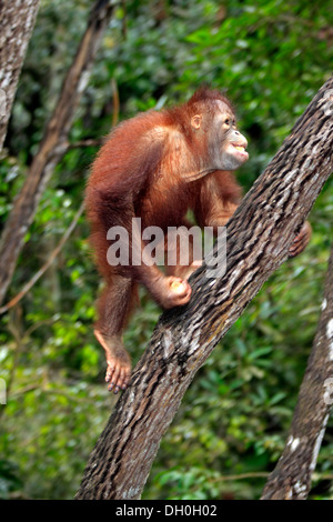 Orang-Utan (Pongo Pygmaeus), halbwüchsigen juvenile Kletterbaum, Gefangenschaft, Sabah, Borneo, Malaysia Stockfoto