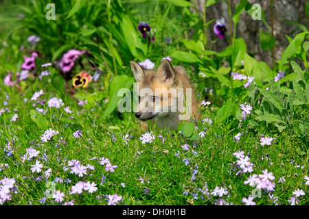 Rotfuchs (Vulpes Vulpes), zehn Wochen alt, Gefangenschaft, Cub auf einer Blume Wiese, Montana, Vereinigte Staaten Stockfoto