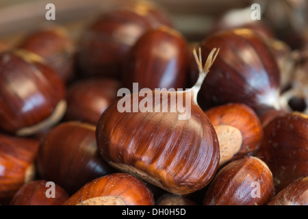 Reife Kastanien Obst Muttern auf Boden mit glänzenden Nuss Mäntel Fällen Schutz Inhalt Stockfoto