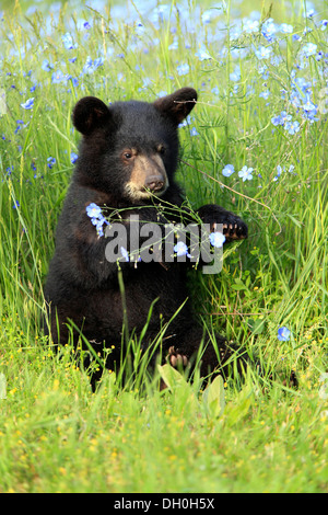 Amerikanische Schwarzbären (Ursus Americanus), Jungtier, sechs Monate, auf einer Blumenwiese, Gefangenschaft, Montana, Vereinigte Staaten Stockfoto