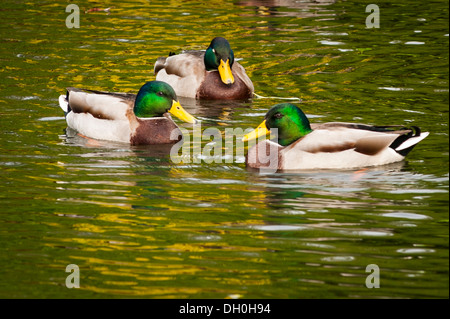 UK Kent Maidstone Leeds Castle erbaut um 1119 Norman Festung Bastion umgebaut Henry VIII 1519 Gelände Park Wasser Teich See Stockente Ente Stockfoto