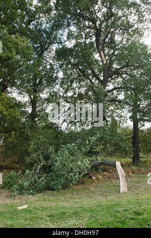 Wind beschädigt Eiche, die ein Reifen Zweig abgebrochen aus wichtigsten Baumstamm in orkanartigen Winden gerissen ist Stockfoto