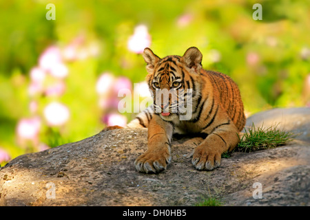 Sumatra-Tiger (Panthera Tigris Sumatrae), Jungtier, ursprünglich aus Asien, Gefangenschaft, Krefeld, Nordrhein-Westfalen, Deutschland Stockfoto