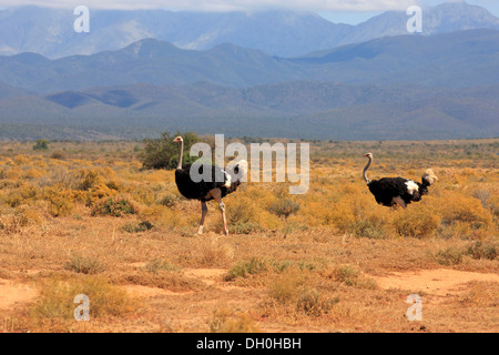 Strauß oder gemeinsame Strauß (Struthio Camelus Australis), zwei Männchen, Karoo, Südafrika Stockfoto