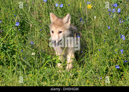 Wolf (Canis Lupus), pup, acht Wochen alt, auf einer Wiese, Gefangenschaft, Kalispell, Montana, Vereinigte Staaten von Amerika Stockfoto