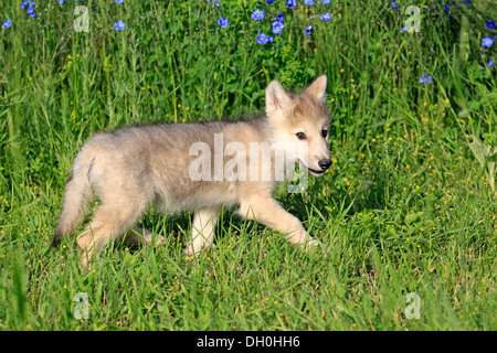 Wolf (Canis Lupus), pup, acht Wochen alt, auf einer Wiese, Gefangenschaft, Kalispell, Montana, Vereinigte Staaten von Amerika Stockfoto