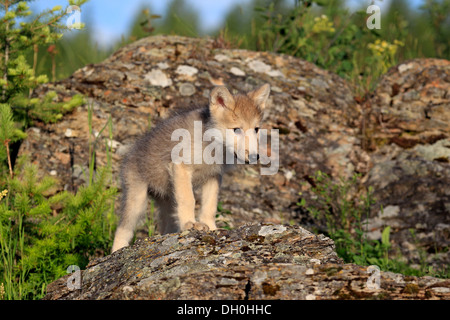 Wolf (Canis Lupus), pup, acht Wochen alt, in Gefangenschaft, Kalispell, Montana, Vereinigte Staaten von Amerika Stockfoto