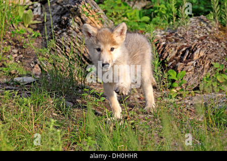 Wolf (Canis Lupus), pup, acht Wochen alt, in Gefangenschaft, Kalispell, Montana, Vereinigte Staaten von Amerika Stockfoto