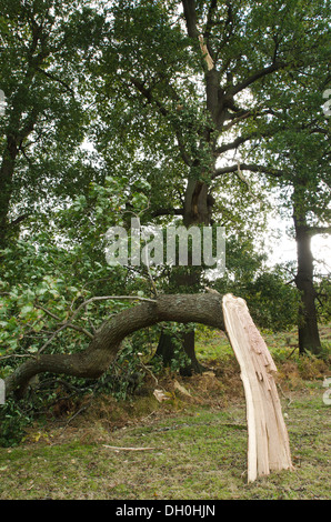 Wind beschädigt Eiche, die ein Reifen Zweig abgebrochen aus wichtigsten Baumstamm in orkanartigen Winden gerissen ist Stockfoto