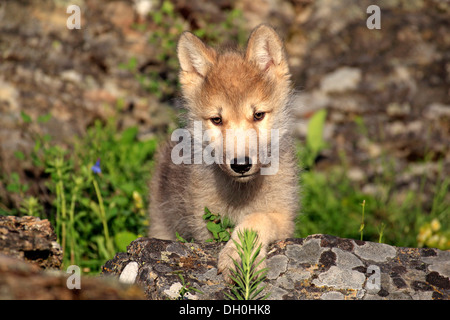 Wolf (Canis Lupus), pup, acht Wochen alt, in Gefangenschaft, Kalispell, Montana, Vereinigte Staaten von Amerika Stockfoto