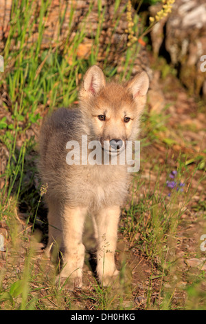 Wolf (Canis Lupus), pup, acht Wochen alt, in Gefangenschaft, Kalispell, Montana, Vereinigte Staaten von Amerika Stockfoto