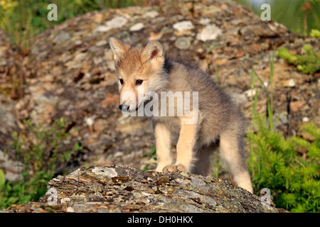 Wolf (Canis Lupus), pup, acht Wochen alt, in Gefangenschaft, Kalispell, Montana, Vereinigte Staaten von Amerika Stockfoto