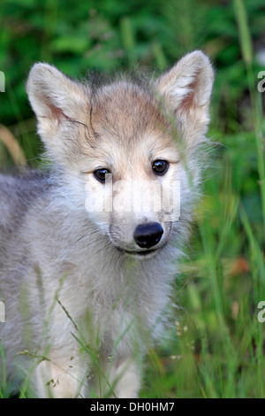 Wolf (Canis Lupus), pup, acht Wochen alt, in Gefangenschaft, Kalispell, Montana, Vereinigte Staaten von Amerika Stockfoto