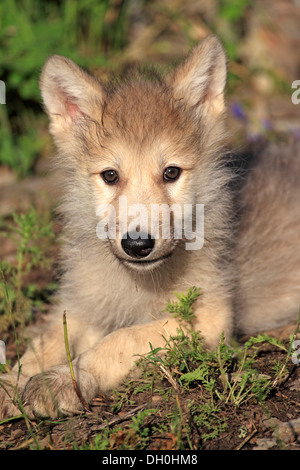 Wolf (Canis Lupus), pup, acht Wochen alt, in Gefangenschaft, Kalispell, Montana, Vereinigte Staaten von Amerika Stockfoto