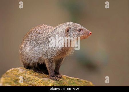 Banded Mungo (Mungos Mungo), Erwachsene, ursprünglich aus Afrika, Gefangenschaft, Landau, Rheinland-Pfalz, Deutschland Stockfoto