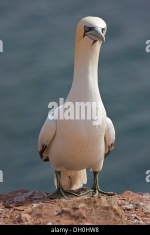 Northern Gannet (Morus bassanus) auf den Vogelfelsen der Insel Helgoland, schleswig-holstein, Deutsche Bucht, Nordsee Stockfoto