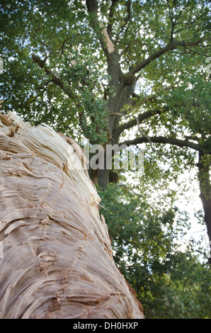 Wind beschädigt Eiche, die ein Reifen Zweig abgebrochen aus wichtigsten Baumstamm in orkanartigen Winden gerissen ist Stockfoto