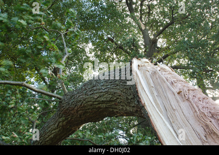 Wind beschädigt Eiche, die ein Reifen Zweig abgebrochen aus wichtigsten Baumstamm in orkanartigen Winden gerissen ist Stockfoto