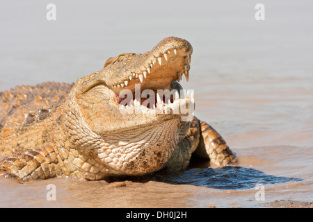 Nilkrokodil (Crocodylus niloticus) Fütterung auf dem Rand des Lochs, tshukudu Game Lodge, Hoedspruit Stockfoto