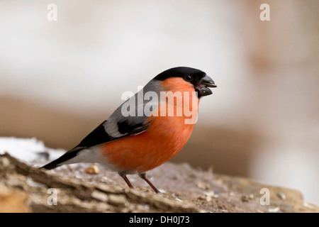 Gimpel (Pyrrhula pyrrhula), Bad Sooden - allendorf Hessen Stockfoto