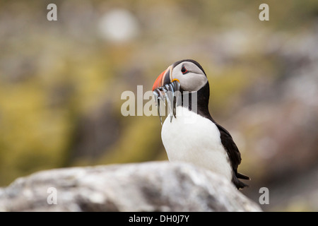 Papageitaucher (Fratercula arctica), Farne Islands, Northumberland, England, Vereinigtes Königreich, Europa Stockfoto