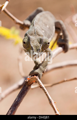 Flap-necked Chameleon (chamaeleo dilepis) in einem Busch, Khamai Reptile Park, Hoedspruit, Greater Kruger National Park Stockfoto