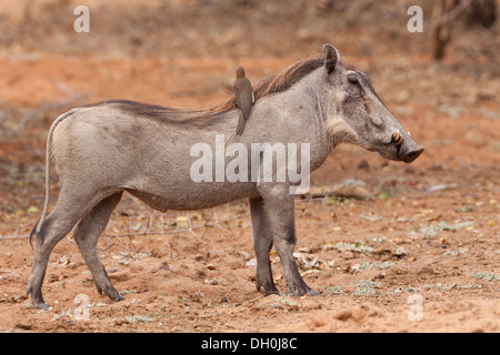 Warzenschwein (phacochoerus Africanus) und ein Red-billed oxpecker (buphagus erythrorhynchus), tshukudu Game Lodge, Hoedspruit Stockfoto