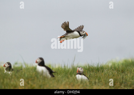 Atlantic Papageitaucher (Fratercula arctica), Farne Islands, Northumberland, England, Vereinigtes Königreich, Europa Stockfoto