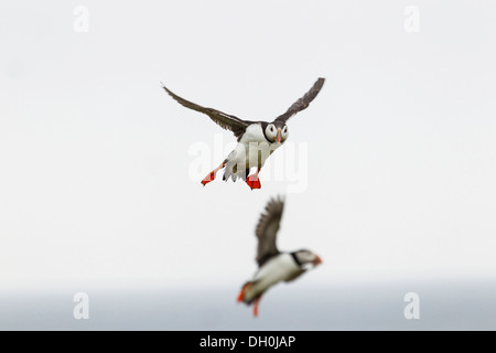 Atlantic Papageitaucher (Fratercula arctica), Farne Islands, Northumberland, England, Vereinigtes Königreich, Europa Stockfoto