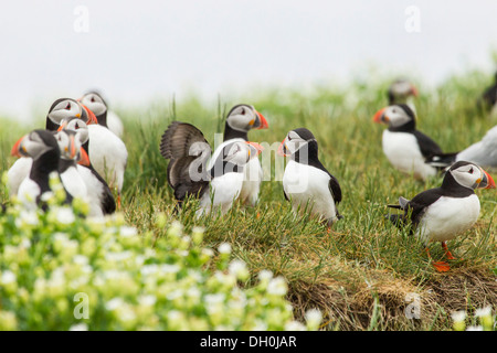 Atlantic Papageitaucher (Fratercula arctica), Farne Islands, Northumberland, England, Vereinigtes Königreich, Europa Stockfoto