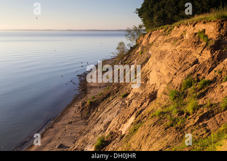 Umgestürzte Bäume Am Brodtener steilufer Steilküste, Ostsee, brodten, schleswig-holstein Stockfoto