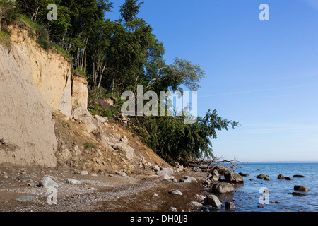 Umgestürzte Bäume Am Brodtener steilufer Steilküste, Ostsee, brodten, schleswig-holstein Stockfoto