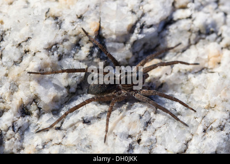 Wolf Spider (lycosidae) auf einem Felsen, Fehmarn, schleswig-holstein Stockfoto